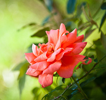 授权商城便捷的短信测压网站