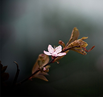 电话轰在线网页版入口
